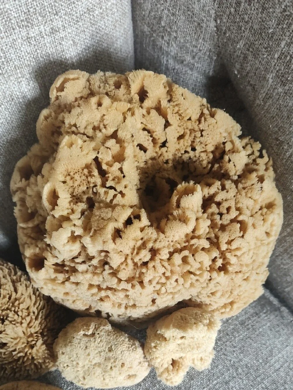 Natural Set Of 5 Beige Sea Sponges For Bath
